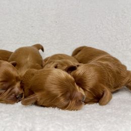 Cavapoo, Cockapoo, and Poodle Puppies from Benji’s Cockapoos