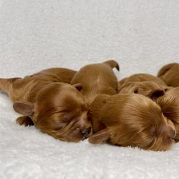 Cavapoo, Cockapoo, and Poodle Puppies from Benji’s Cockapoos