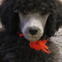 Poodles from Lakeview Standard Poodles