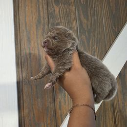 Louise Belcher - Lavender female Pomeranian puppy in Smithville, Texas from Lafary Poms