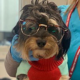 Oakley - Aussiedoodle