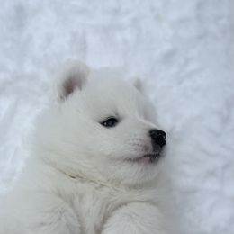 Samoyed Puppies from Sugar Sweet Samoyeds
