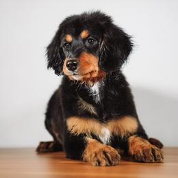 Boy 4 - male Bernedoodle puppy in Caldwell, Idaho from Boise Doodle Co.