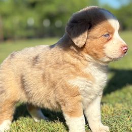 Braylynn - Red merle female Miniature Australian Shepherd puppy in Granbury, Texas from Jubilee Acres
