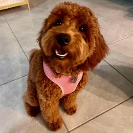 Kali - Goldendoodle