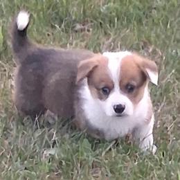 Laredo - Red male Pembroke Welsh Corgi puppy in Hillsville, Virginia from Bonderosa Kennels