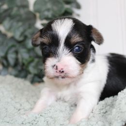 Yorkshire Terrier Puppies from Peach Yorkies