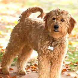 Angel - Goldendoodle