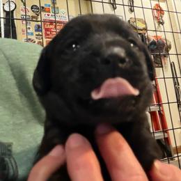 Black and Orange collar - Black male Labrador Retriever puppy in Kimbolton, Ohio from Blue Clay Kennels, LLC.