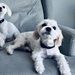 Maltese from Pure Breed Maltese puppies by Harmony
