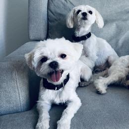 Maltese from Pure Breed Maltese puppies by Harmony
