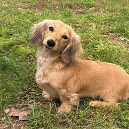 Cinnamon - Dachshund