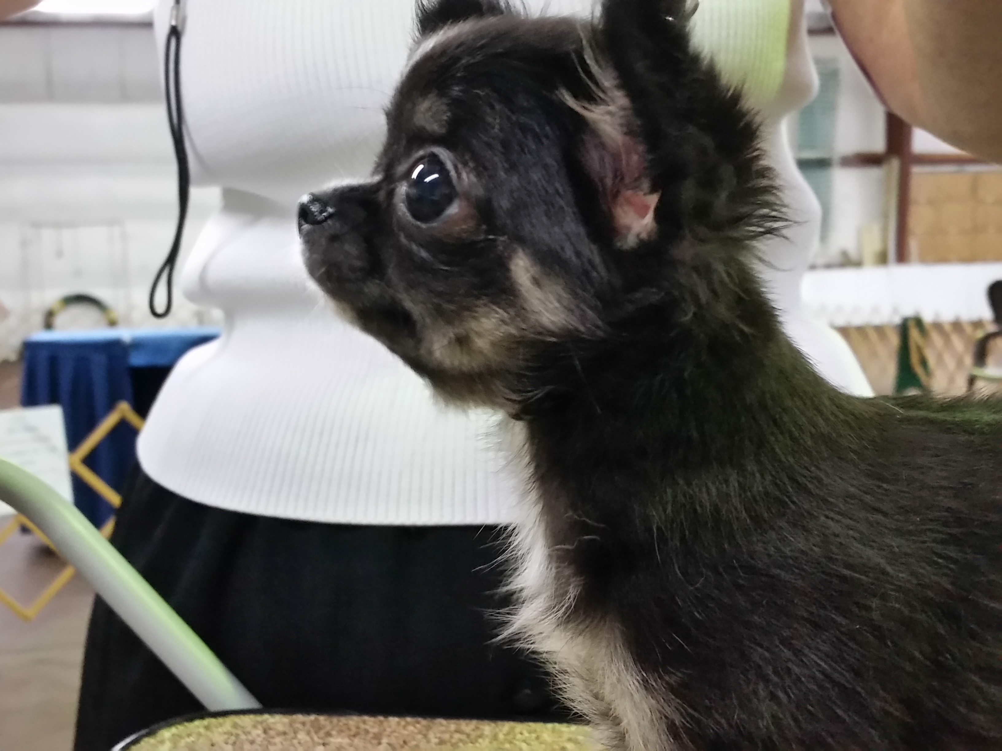 Chihuahua Puppies from Dynasty Farms AKC Chihuahuas