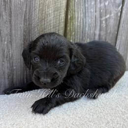 White - Black female Dachshund puppy in Jonesboro, Illinois from Twin Hills Dachshunds