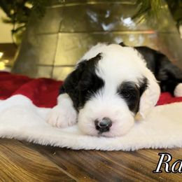 Ralfie - Black and white male Sheepadoodle puppy in Surprise, Arizona from Desert Lily Doodles