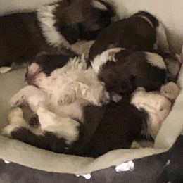 Shih Tzu Puppies from Karla’s Shih Tzus