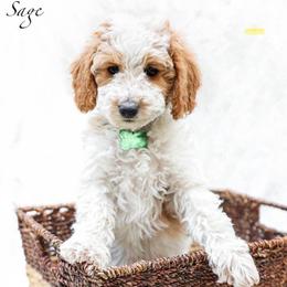 Sage - Parti female Goldendoodle puppy in Boise, Idaho from Goldendoodle Baby