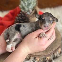 Shirley - Blue merle female Aussiedoodle puppy in Lancaster, Minnesota from Finney Ranch