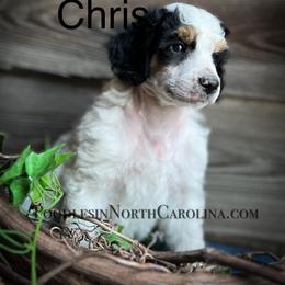 Poodle Puppies from Grace Poodles