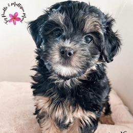 Confetti - Phantom female Maltipoo puppy in Kula, Hawaii from Toy Poodle & Maltipoo Maui