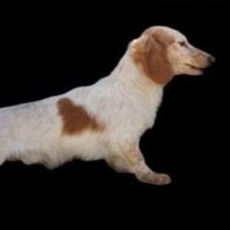 Chance - Dachshund