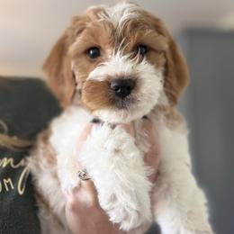 Irish Doodle puppies from Willow-Be Doodles