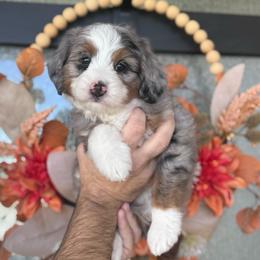 Cleo - female Australian Mountain Doodle puppy in Spanish Fork, Utah from K Brand Doodles