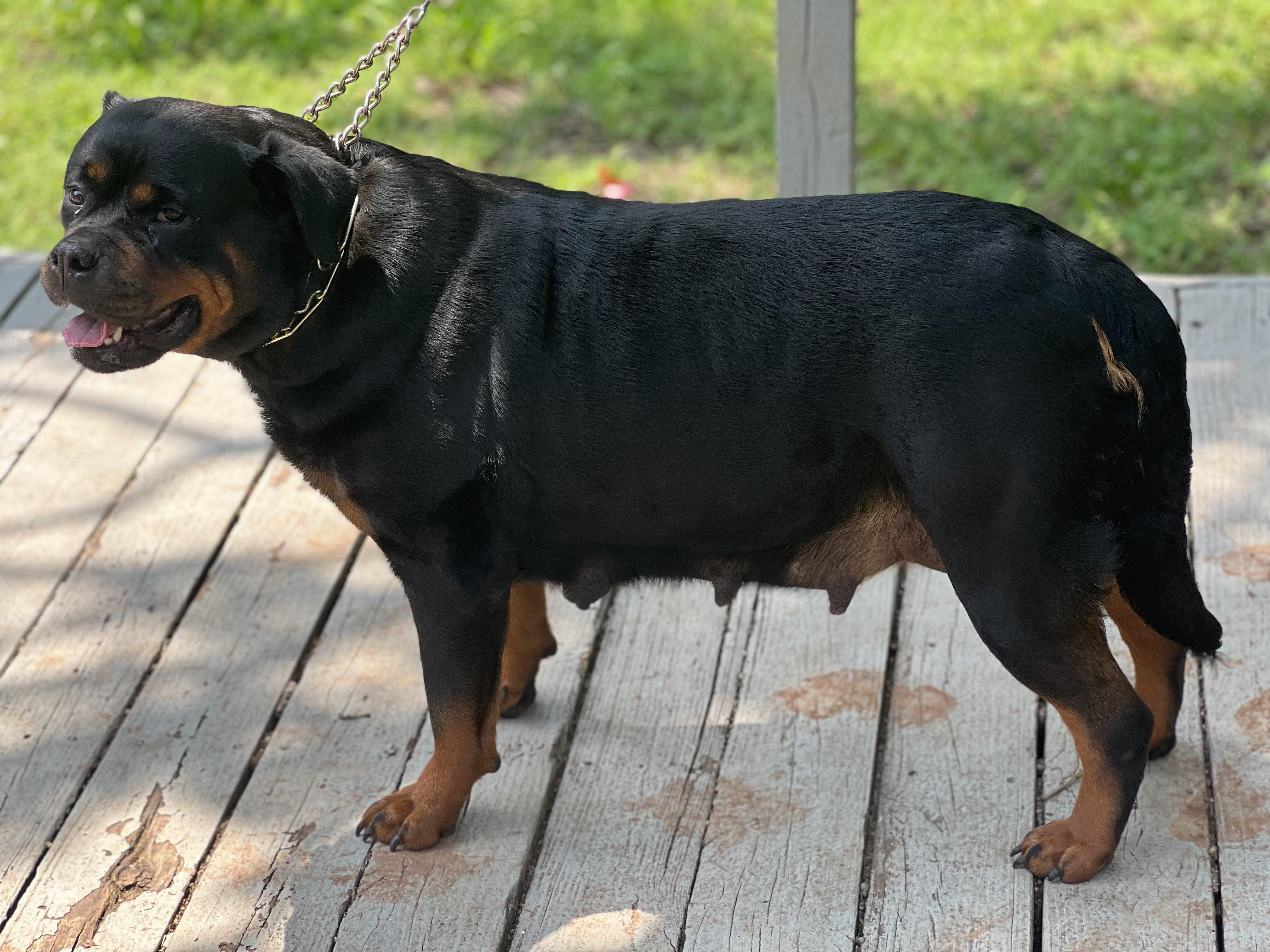 Vom haus Ferguson Rottweilers in Oklahoma Rottweiler puppies Good Dog