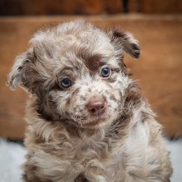 Melody - Brown merle female Mudi puppy in Gatlinburg, Tennessee from Greenbrier