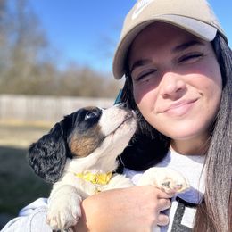 English Springer Spaniel Puppies from Murphy Farms and Springers