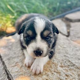 Eden - Black tri-color female Australian Shepherd puppy in Wauneta, Nebraska from 4H Aussies