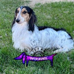 Astro - Dachshund