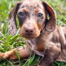 Dachshunds from Price Creek Dachshunds