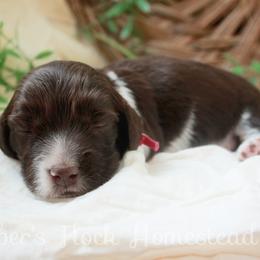 Pink - Piebald female Dachshund puppy in Allons, Tennessee from Amber's Flock Homestead