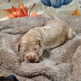 Casper - Fawn and white male Sheepadoodle puppy in Austin, Texas from Darling Doodles