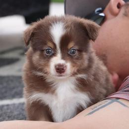 RTM - Spur - Red tri male Miniature Australian Shepherd puppy in Goliad, Texas from Sassy Lil Aussies and Diamond W Poodles
