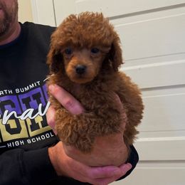Boy Billy - Red  male Poodle puppy in Henefer, Utah from Mountain Valley Poodles