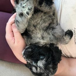 Blue Collar - Merle male Goldendoodle puppy in Ocala, Florida from Hancock Place