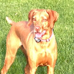Lily - Vizsla