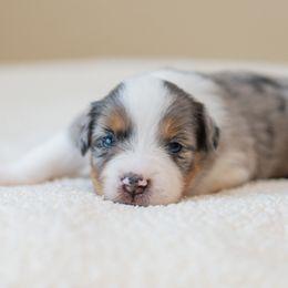Maple - Blue merle female Miniature Australian Shepherd puppy in Buna, Texas from R & C Kennels