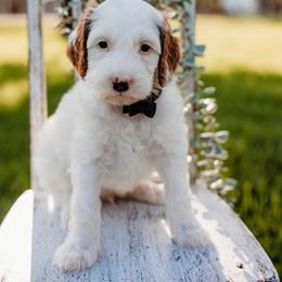 Brimsley - Parti male Goldendoodle puppy in Old River Winfree, Texas from RadDoodles