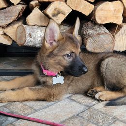 German Shepherd Puppies from von der Ryndal German Shepherds