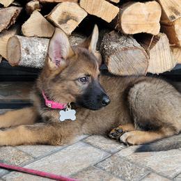 German Shepherd Puppies from von der Ryndal German Shepherds