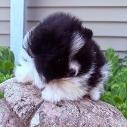 Goon - Black parti male Pomeranian puppy in Waterloo, Indiana from Garcias Pomeranian
