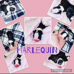 Boston Terrier Puppies from Beatrice's Kennels