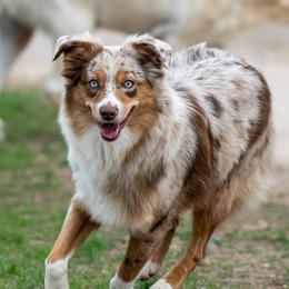 Honey Bee - Miniature Australian Shepherd