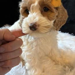 Sky - Red and white female Cockapoo puppy in Adrian, Oregon from ApplebyFarm