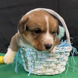 Cupid - Red and white male Cardigan Welsh Corgi puppy in Barstow, California from Caldwell’s Corgis of Southern California
