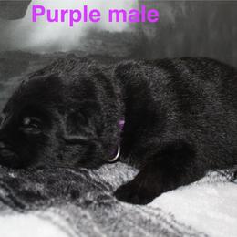 Purple male - Bi-color male German Shepherd puppy in Ann Arbor, Michigan from Von Der Havier German Shepherds