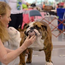 Jude - Bulldog